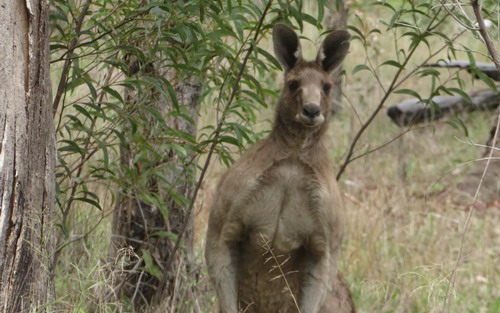 Kangaroo 