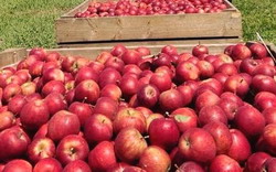 Bilpin Botanic Orchard Fruit Picking