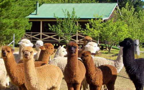 alpacas