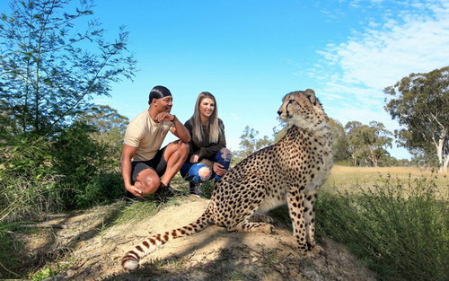 couple watching cheetah