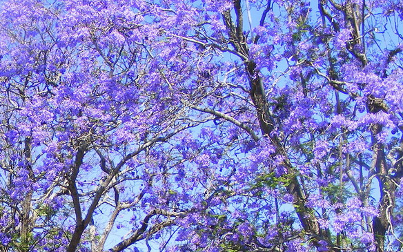 Jacaranda Trail Jacaranda Trail