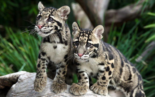 leopards