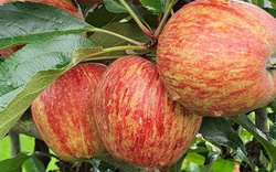Pine Crest Orchard Fruit Picking