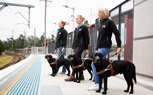 Three Guide dog trainers each with a black dog