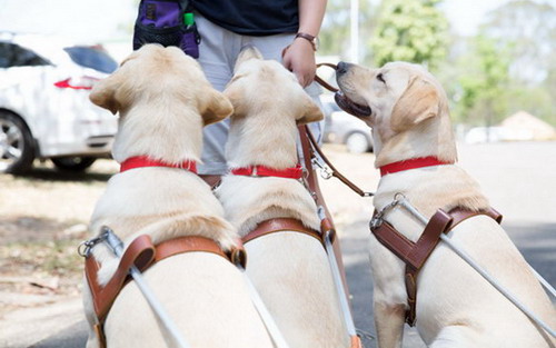 Three guide dogs