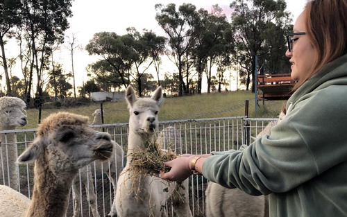 Woman feeding alpaca