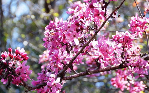 Wildwood Garden