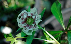 Helleborus Down Under