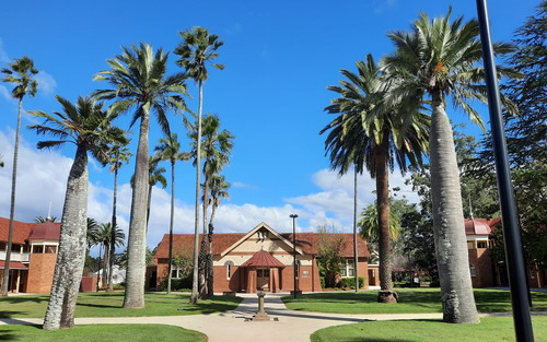 palms and building