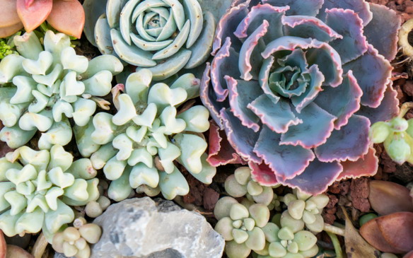 A Prickly Paradise and Plant Wonderland