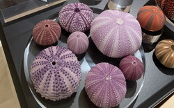 Sea Urchin Science Centre & Gallery