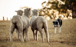 2025 Hypro 3 Sheep Championship Trial
