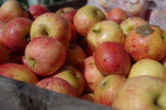 Pine Crest Orchard Fruit Picking