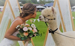 Alpacca Kisses