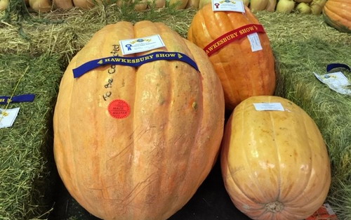 Pumpkin