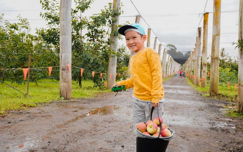 Boy with bucket of apples in orchard