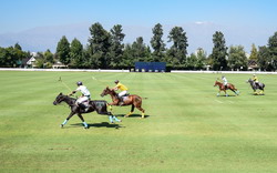 Sydney Polo Club 