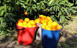 Fords Farm Fruit Picking