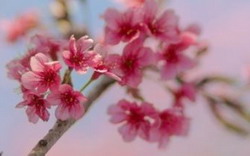 Macquarie Towns Art Society Spring Exhibition
