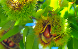 Kookootonga Nut Farm Chestnut and Walnut Picking