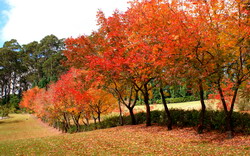 Wildwood Garden 