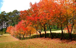 Wildwood Gardens in Autumn