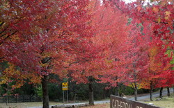 Mount Wilson Gardens 