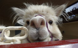 Alpaca Farm Experience