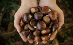 Nutwood Farm Chestnut and Walnut Picking 