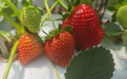 Bilpin Fruit Bowl Fruit Picking 