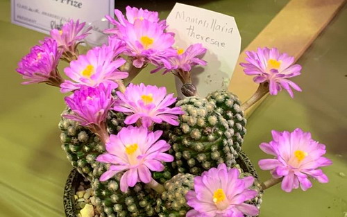 Pink flowering cactus