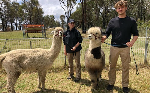 alpacas with handlers