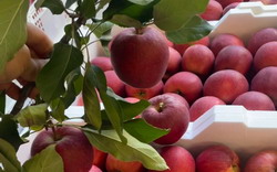 Bilpin Farm Fresh Fruits and Vegetables