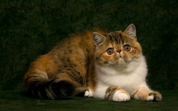 50th Anniversary Western Districts Cat Show
