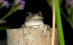 Frog Funday Sunday