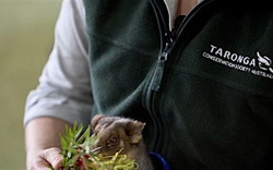 School Holidays: Taronga Zoomobile