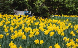 Spring Bulbs in Bloom at Mount Tomah