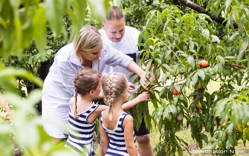 Pinecrest orchard apple picking